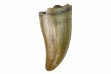 Theropod (Baby Tyrannosaur?) Tooth - Judith River Formation #144895-1
